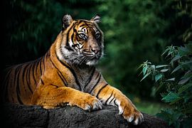 Sumatra tiger sitting on a rock by bryan van willigen