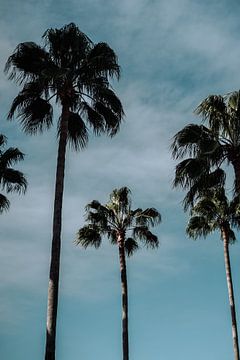 Palmbomen in de zon | Portrait van AIM52 Shop