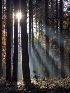 Morgenstern von Bart Ceuppens