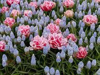 Interplay between tulip and blue grape