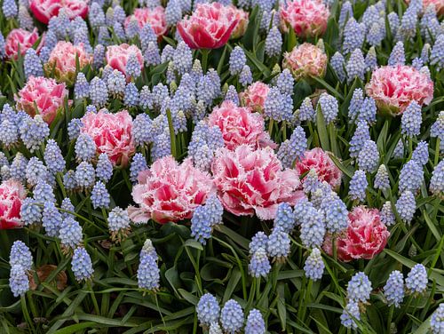 Interplay between tulip and blue grape