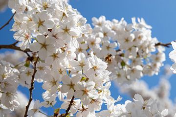 Natuur | Bloem | Bloesem Sakura van Claudia van Kuijk