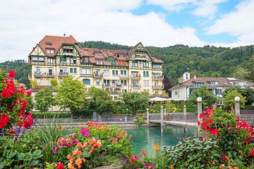 beautiful flowers at riverside Aare river Thun by SusaZoom