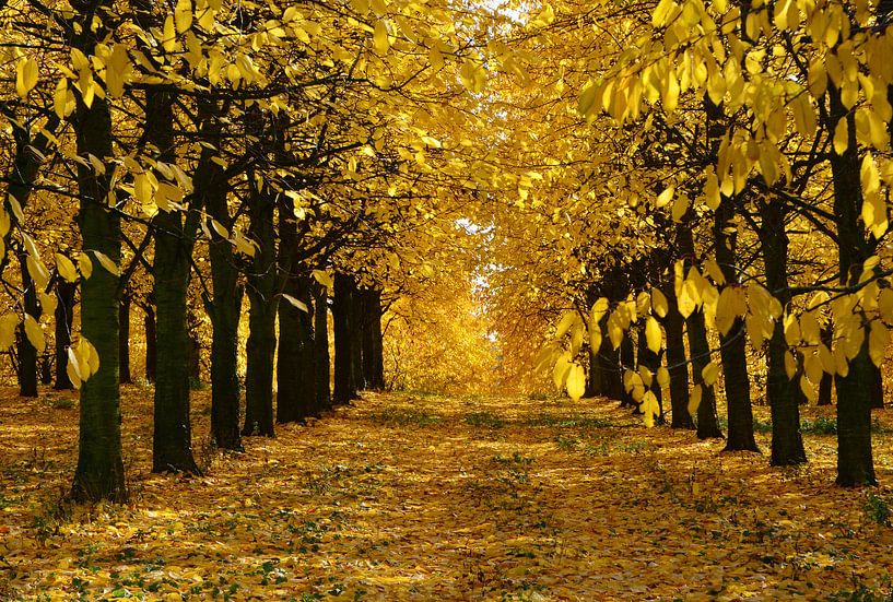 Herbst im Kirschenwald par Claudia Moeckel