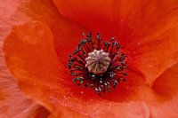 poppy