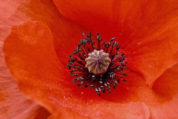 coquelicot sur Mieke Verkennis