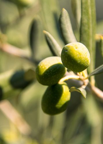 Macro of olives