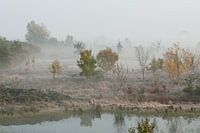 Nebel im Ooijpolder