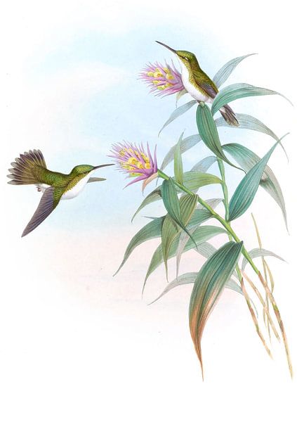 Smaragd mit grünem Kopf, John Gould von Hummingbirds