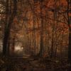 Het betoverende bos van Moetwil en van Dijk - Fotografie