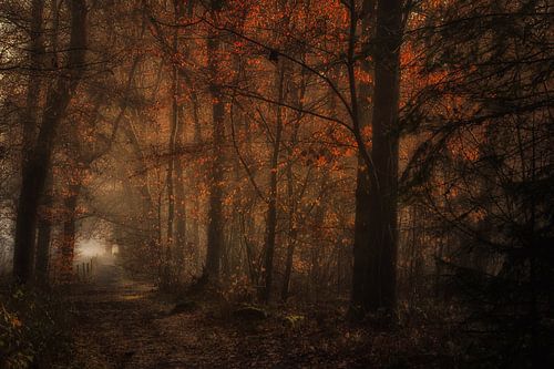 Het betoverende bos