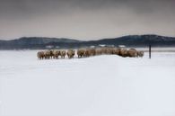Moutons en Zélande pendant une tempête de neige par Wout Kok Aperçu