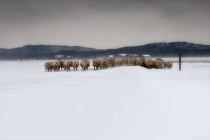 Schafe in Zeeland bei Schneesturm von Wout Kok