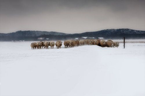 Sheep in Zeeland during snowstorm