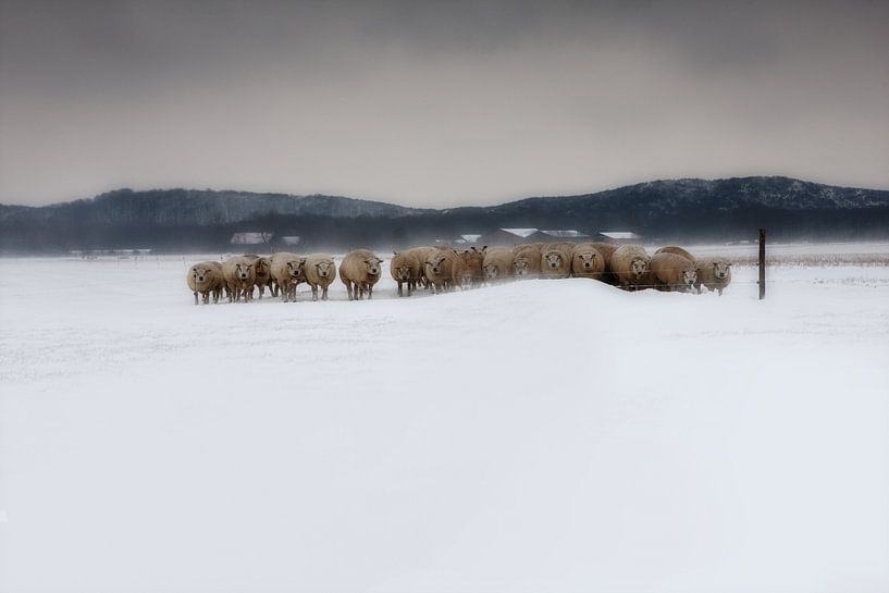 Moutons en Zélande pendant une tempête de neige par Wout Kok