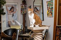 Poes bij kapper