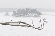 In de sneeuw - Loonse en Drunense Duinen van Laura Vink thumbnail