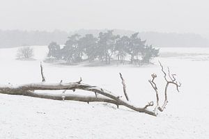 Im Schnee – Nationalpark De Loonse en Drunense Duinen von Laura Vink