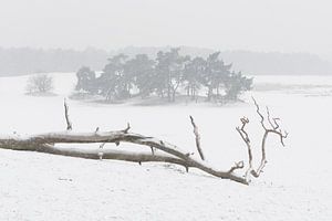 Im Schnee – Nationalpark De Loonse en Drunense Duinen