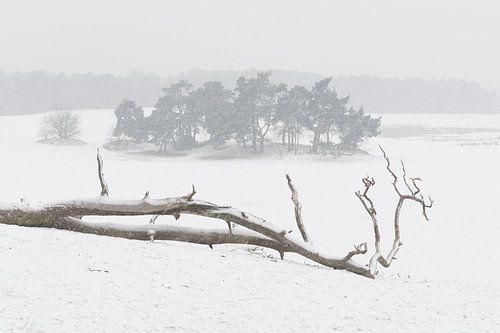In the snow - Loonse en Drunense Duinen