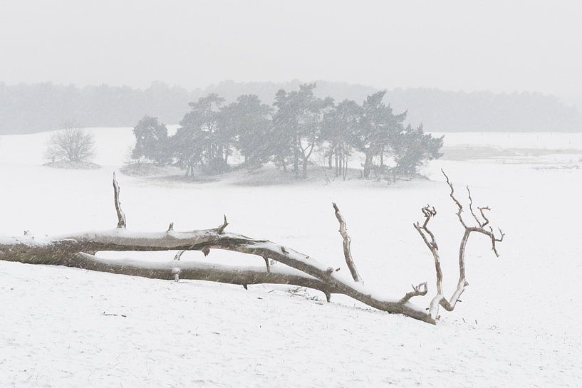 In de sneeuw - Loonse en Drunense Duinen van Laura Vink