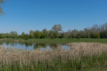 Natuur in de Blauwe Kamer bij Rhenen en Wageningen