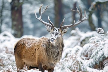 Hert met imposant gewei in winterlandschap van Imperial Art House