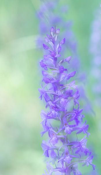 Orchid by Hennie Zeij