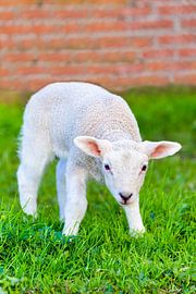 Close up pasgeboren lam staat in groene wei in lente
