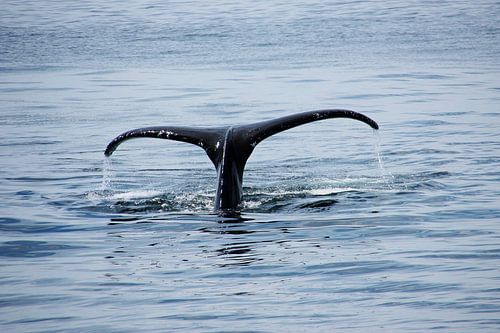 cape cod ... mooie reuzen van de zee 3