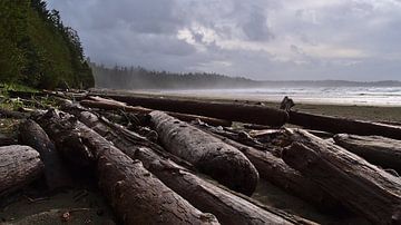 Driftwood by Timon Schneider