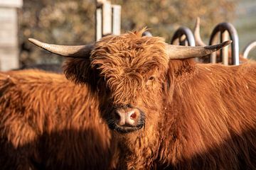 Schottisches Hochlandrind (Galloway) von t.ART