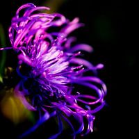 Wilde paarse bloem
