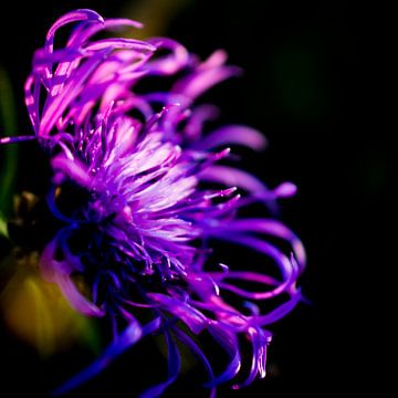 Wilde paarse bloem