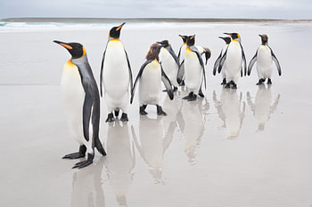 Pinguine und Reflexe