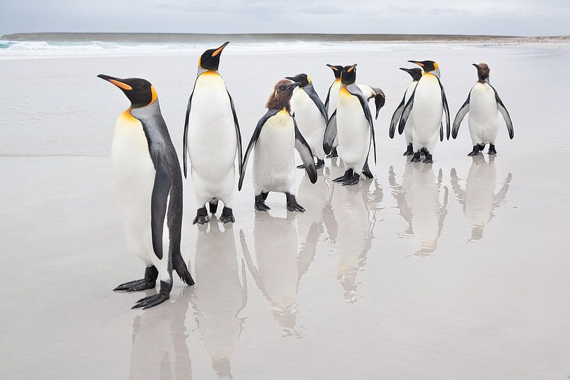 Pinguine und Reflexe von Joan Gil Raga
