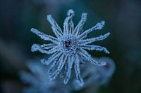 Sun of Ice - Frozen Dandelion