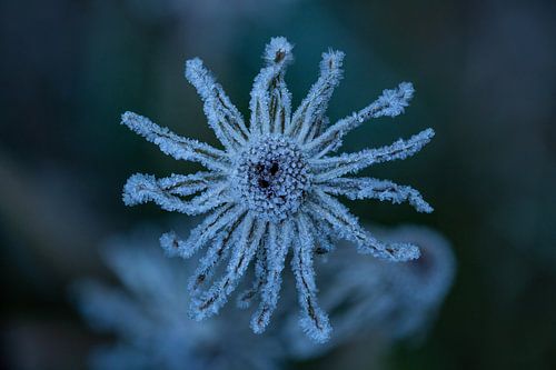Soleil de glace - Pissenlit congelé sur Salke Hartung