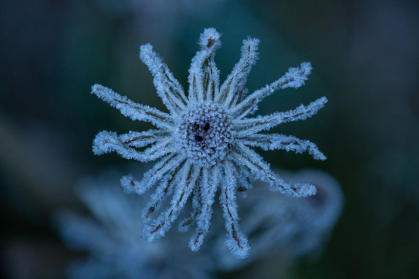 Sun of ice - Frozen dandelion by Salke Hartung