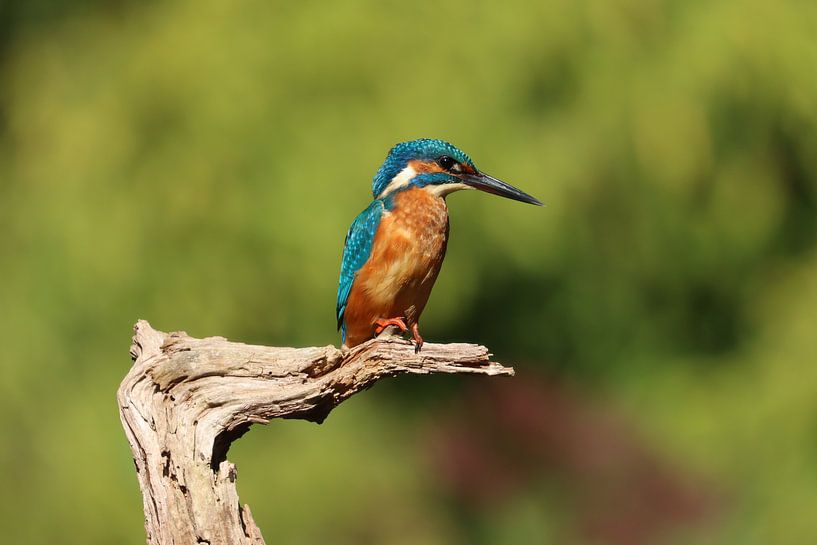 Ijsvogel van Rodney Pauwels