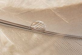 Peace and simplicity: A drop in a feather