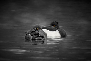 Les espions sur l'eau sur Maickel Dedeken