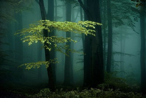 Unheimliche Dunkelheit. von Inge Bovens