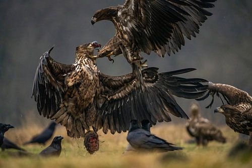 Fighting Bald Eagles by Rando Kromkamp