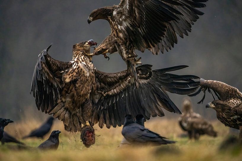 Kämpfende Weißkopfseeadler von Rando Kromkamp