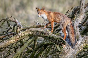 Red fox.... by Arno van Zon