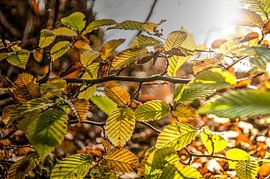 Autumn festival by Frans Blok - photos, art and other wall decoration