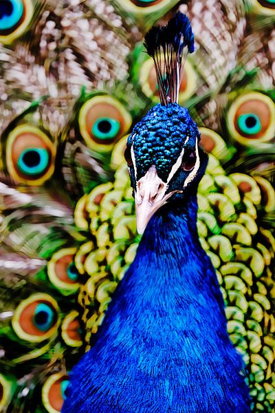 Pfau Portrait von Andreas Müller
