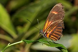 Monarchvlinder by Antwan Janssen