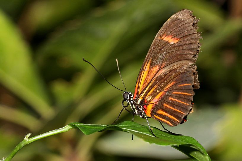 Monarchvlinder by Antwan Janssen